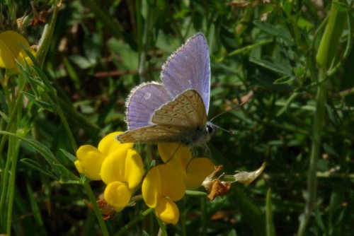 Polyommatus icarus - Argus bleu 2 - Brenne08.jpg